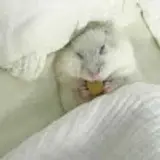 태희
