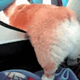 개발자A