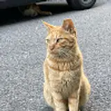 담