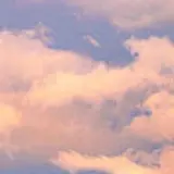 아미류