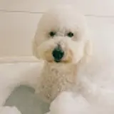 춘삼이