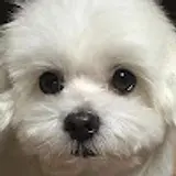 송이는뽀송이