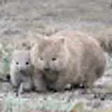 까르보나라