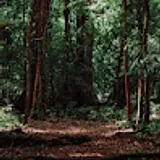 theslow