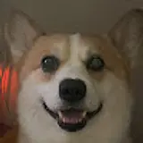 안암나무