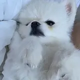 Hacookie