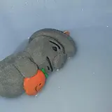 Harbang