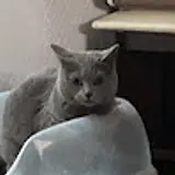 조주희