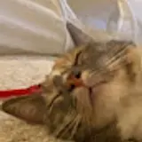 김망대