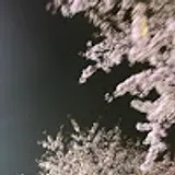 안누리