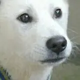 배대철