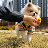 박가네 박카스