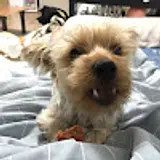 심자연