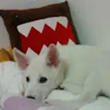 김지혜