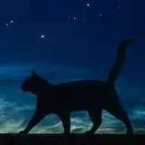 대장고양이