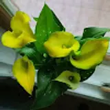 곰수니