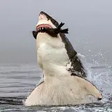 Eat