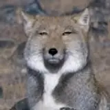 나춘배
