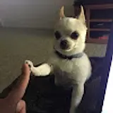 egi e