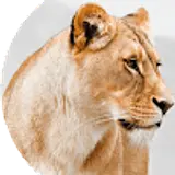 DevKaki