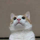 심쿵이