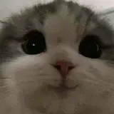 유니뿡