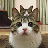 김봄이