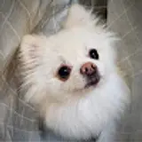 김대희