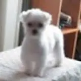 타타