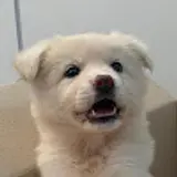 신재이