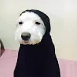 pang Jo