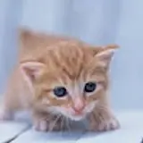 정장