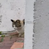 Minje Gwak