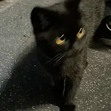 뀨