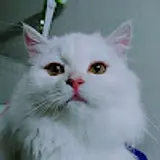 신동경