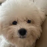 Kade