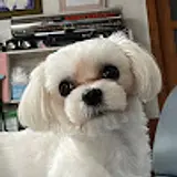 효빙