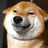 김도지