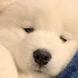 kimvein