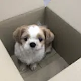 고금아