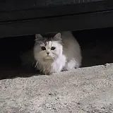 디우
