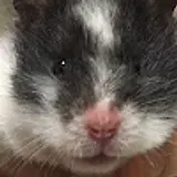 화정