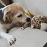 튼튼이