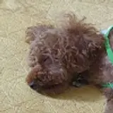 희동이