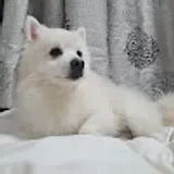 장미선