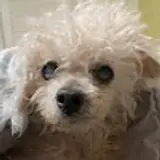 토토