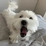 나승