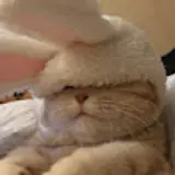 손콩식