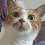 권노미