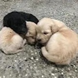 배선영